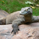 A strong, independent Komodo dragon. Image: Raul654/Wikimedia Commons